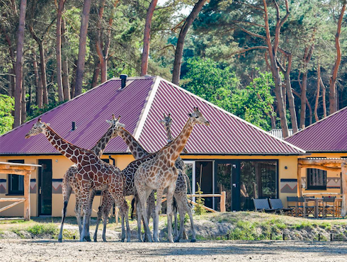 safari resort deutschland